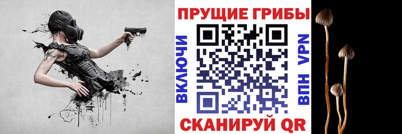 Псилоцибиновые грибы Psilocybine cubensis  закладка  OMG ONION  нарко площадка состав  Чудово 